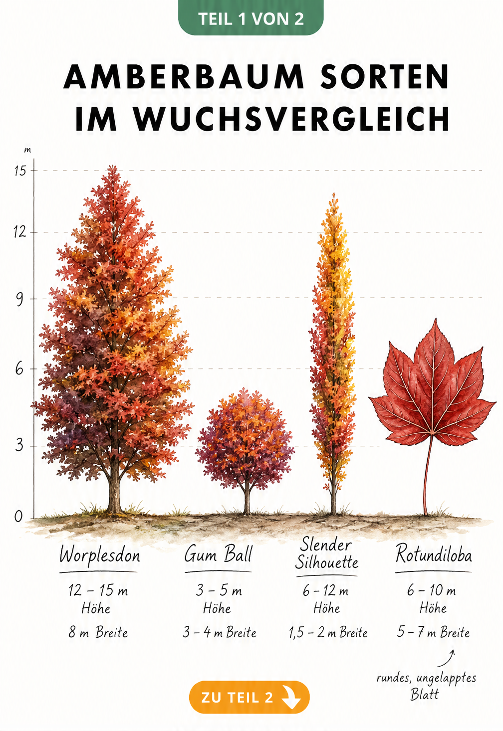 Illustration von vier Amberbaum-Sorten im Wuchsvergleich mit Höhenangaben und Herbstfärbung