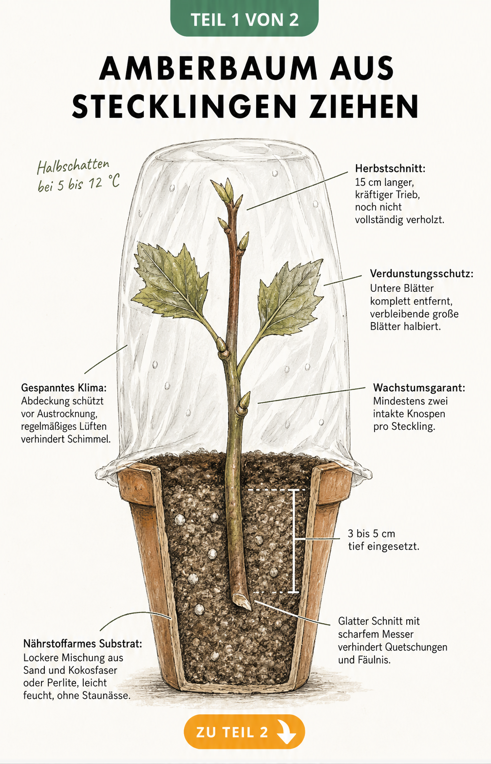 Botanische Schnittdarstellung eines Amberbaum-Stecklings im Anzuchttopf mit Beschriftungen zu Schnitt, Pflanztiefe und Pflege
