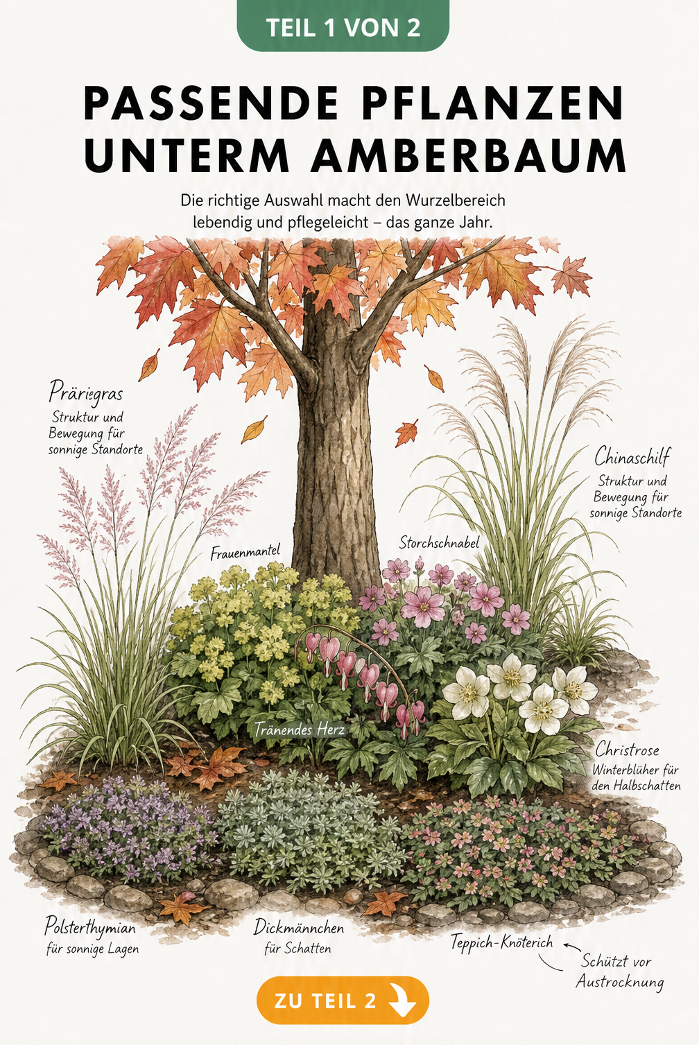 Botanische Illustration von Pflanzen unter einem Amberbaum mit Bodendeckern, Stauden und Gräsern