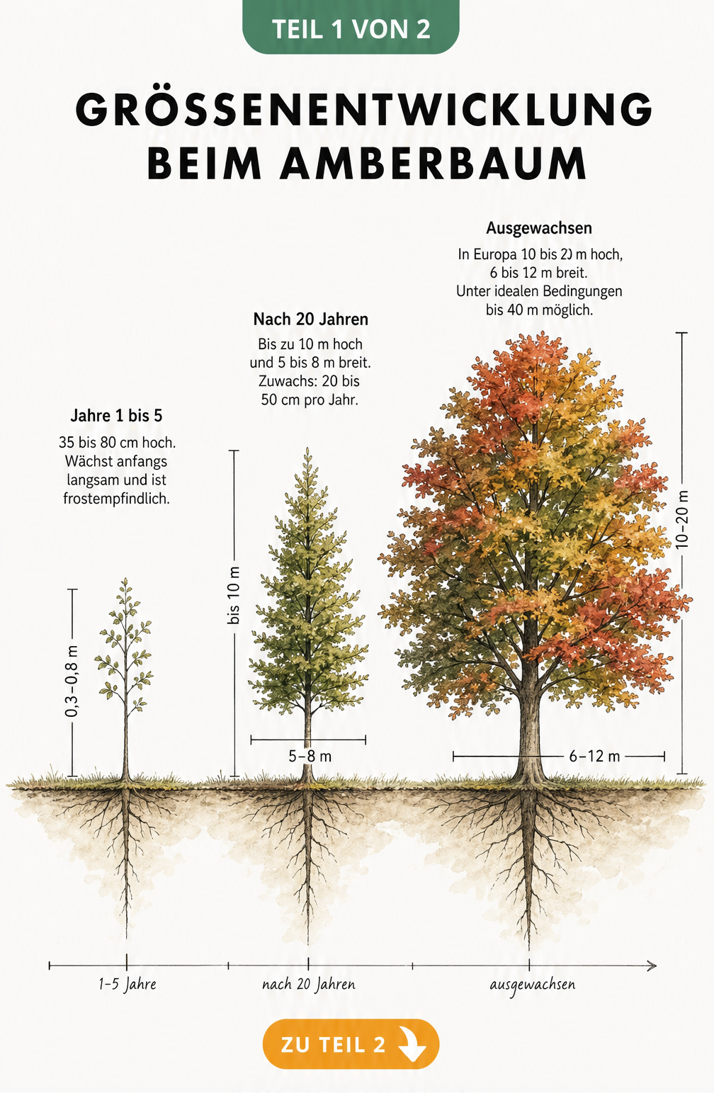 Illustration der Lebensphasen eines Amberbaums vom Jungbaum bis zum ausgewachsenen Baum mit Höhenangaben