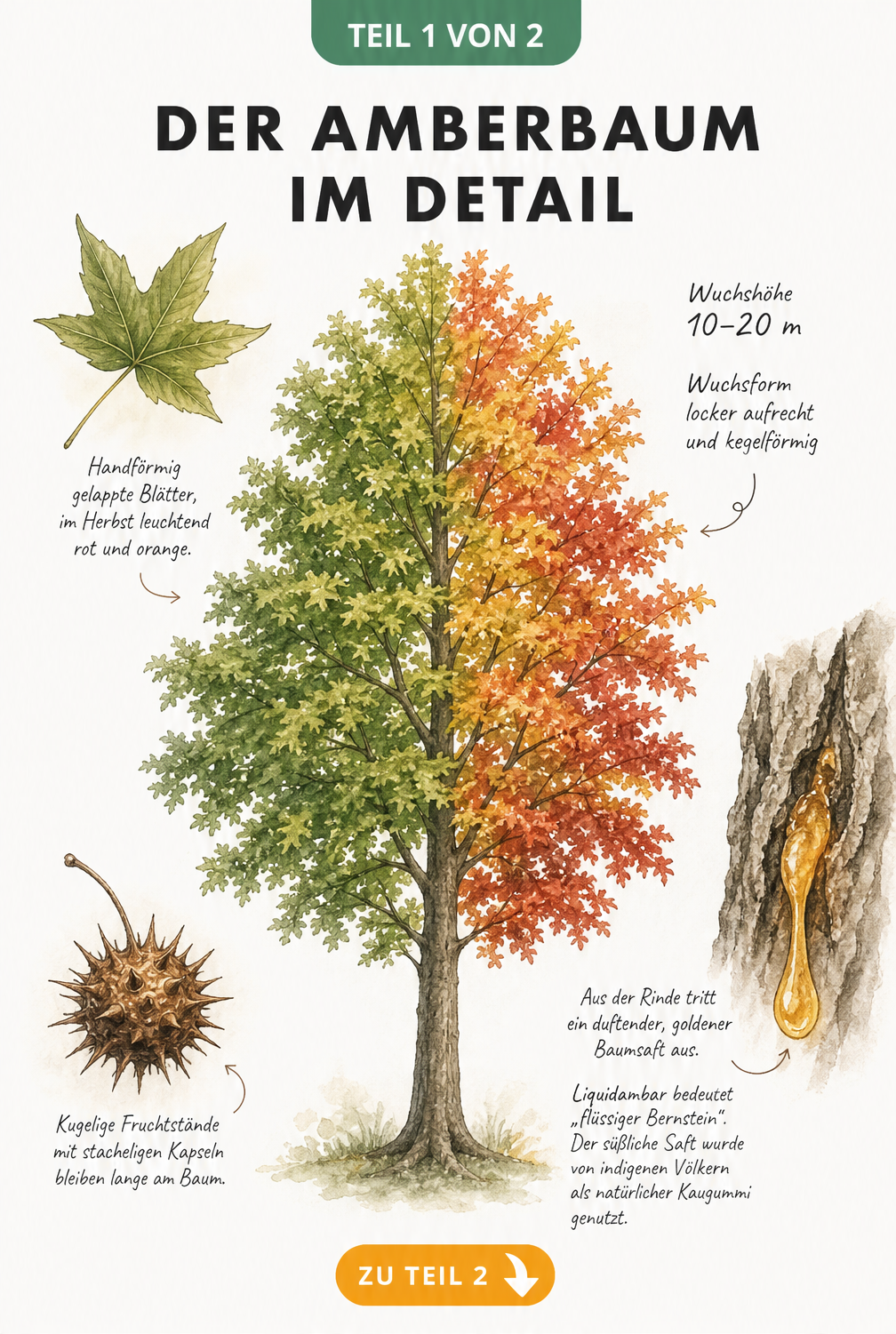 Botanische Illustration des Amberbaums mit Wuchsform, Herbstfärbung, Blatt, Kapselfrucht und Harztropfen