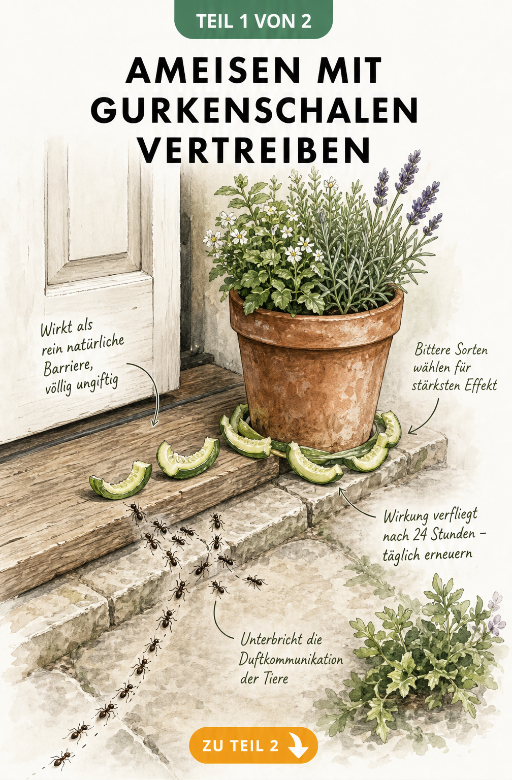 Illustration einer Terrassentür mit Gurkenschalen, die eine Ameisenstraße blockieren