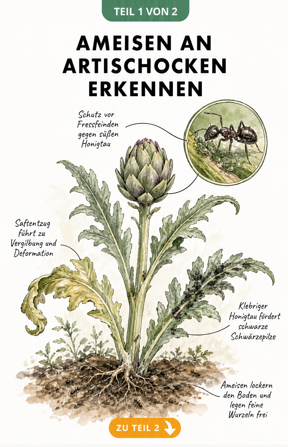 Illustration einer Artischockenpflanze mit Ameisen, die Blattläuse melken, und vergilbten Blättern