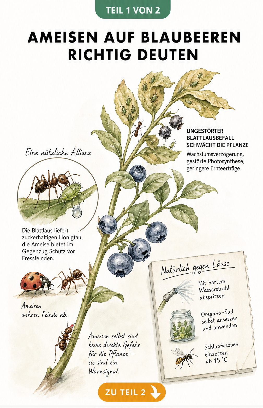 Botanische Illustration eines Blaubeerzweigs mit Ameisen und Blattläusen, die die Symbiose und Schäden an der Pflanze zeigt.