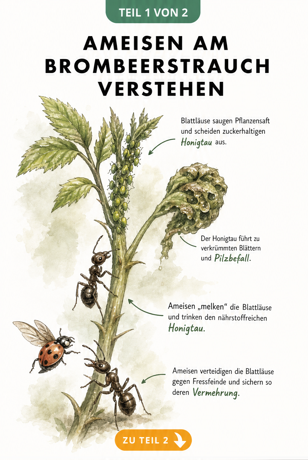 Illustration eines Brombeertriebs mit Blattläusen und Ameisen, die Honigtau melken und Marienkäfer abwehren