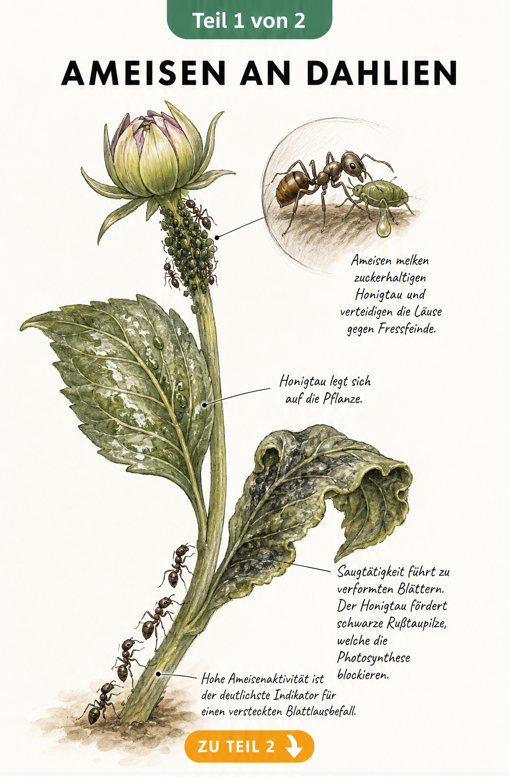 Botanische Illustration eines Dahlienstängels mit Blattläusen und Ameisen, die Honigtau melken