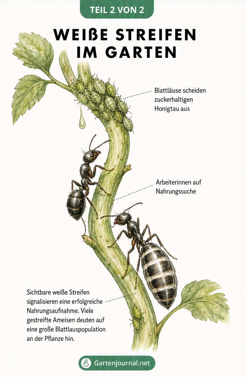 Botanische Illustration eines Pflanzenstängels mit Blattläusen und Ameisen, die den Zusammenhang zwischen Honigtau und weißen Streifen zeigt.