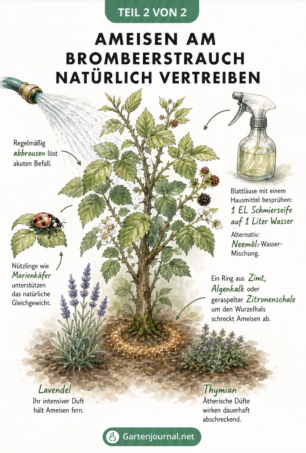 Illustration eines Brombeerstrauchs mit natürlichen Maßnahmen gegen Ameisen und Blattläuse wie Wasserstrahl, Schmierseife und Zimt