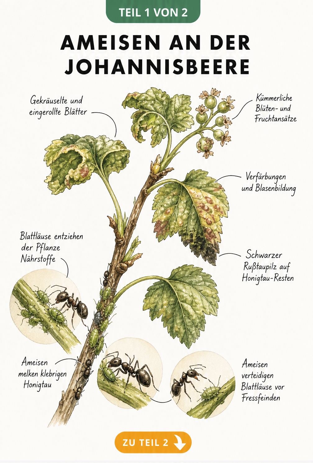 Botanische Illustration eines Johannisbeerzweigs, die zeigt, wie Blattläuse Nährstoffe entziehen und Ameisen Honigtau melken, was zu gekräuselten Blättern und...