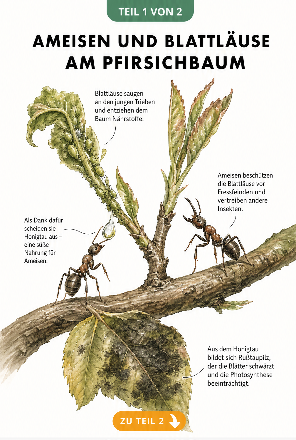 Illustration eines Pfirsichbaumzweigs mit Blattläusen, die Honigtau ausscheiden, und Ameisen, die diesen aufnehmen und die Kolonie beschützen.