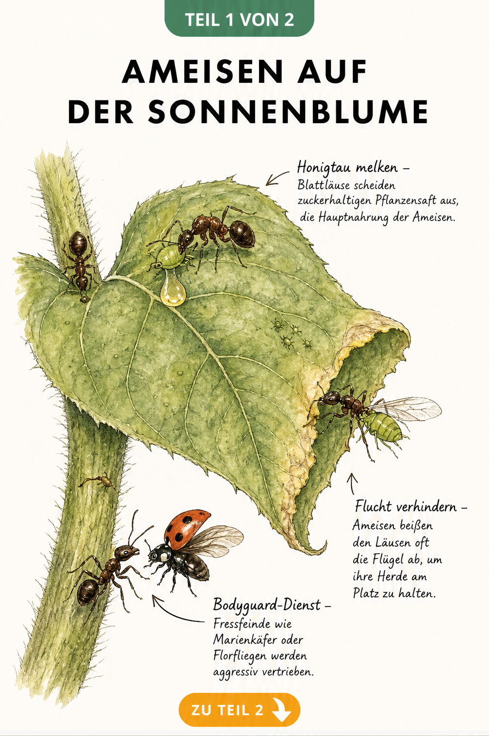 Illustration eines Sonnenblumenblattes mit Ameisen, die Blattläuse melken und vor einem Marienkäfer beschützen