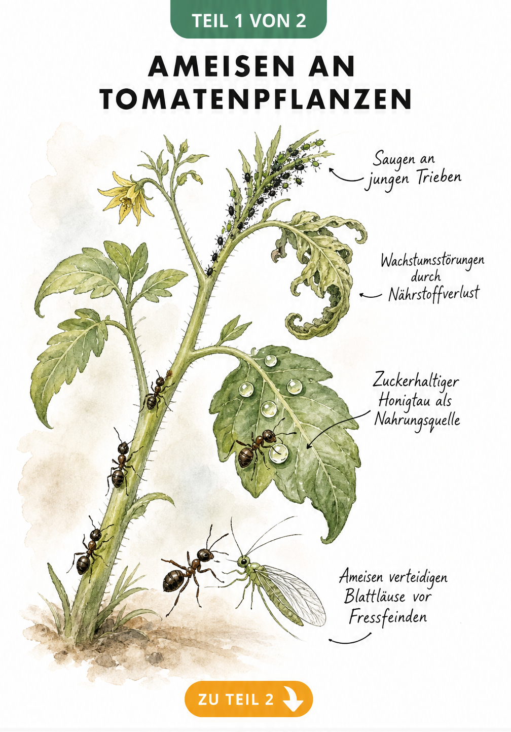 Botanische Illustration eines Tomatentriebs mit Blattläusen und Ameisen, die den Honigtau sammeln und die Läuse vor Fressfeinden schützen.