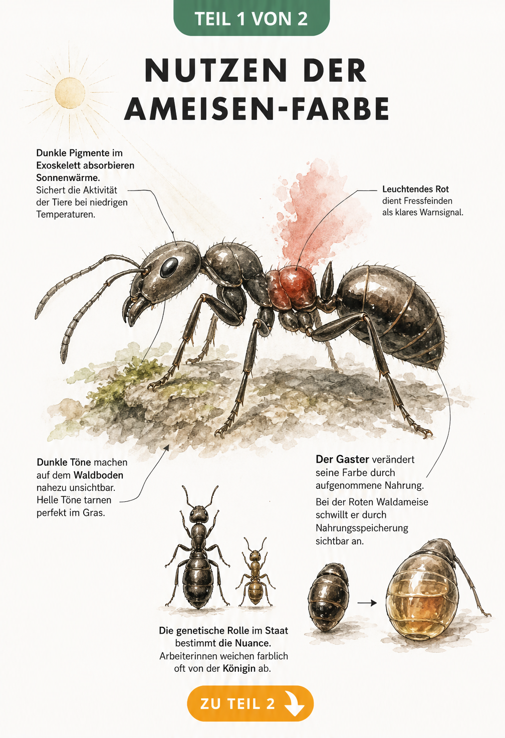 Anatomische Illustration einer Ameise, die zeigt, wie dunkle Pigmente Wärme absorbieren, helle Töne tarnen und rote Farben als Warnsignal dienen.