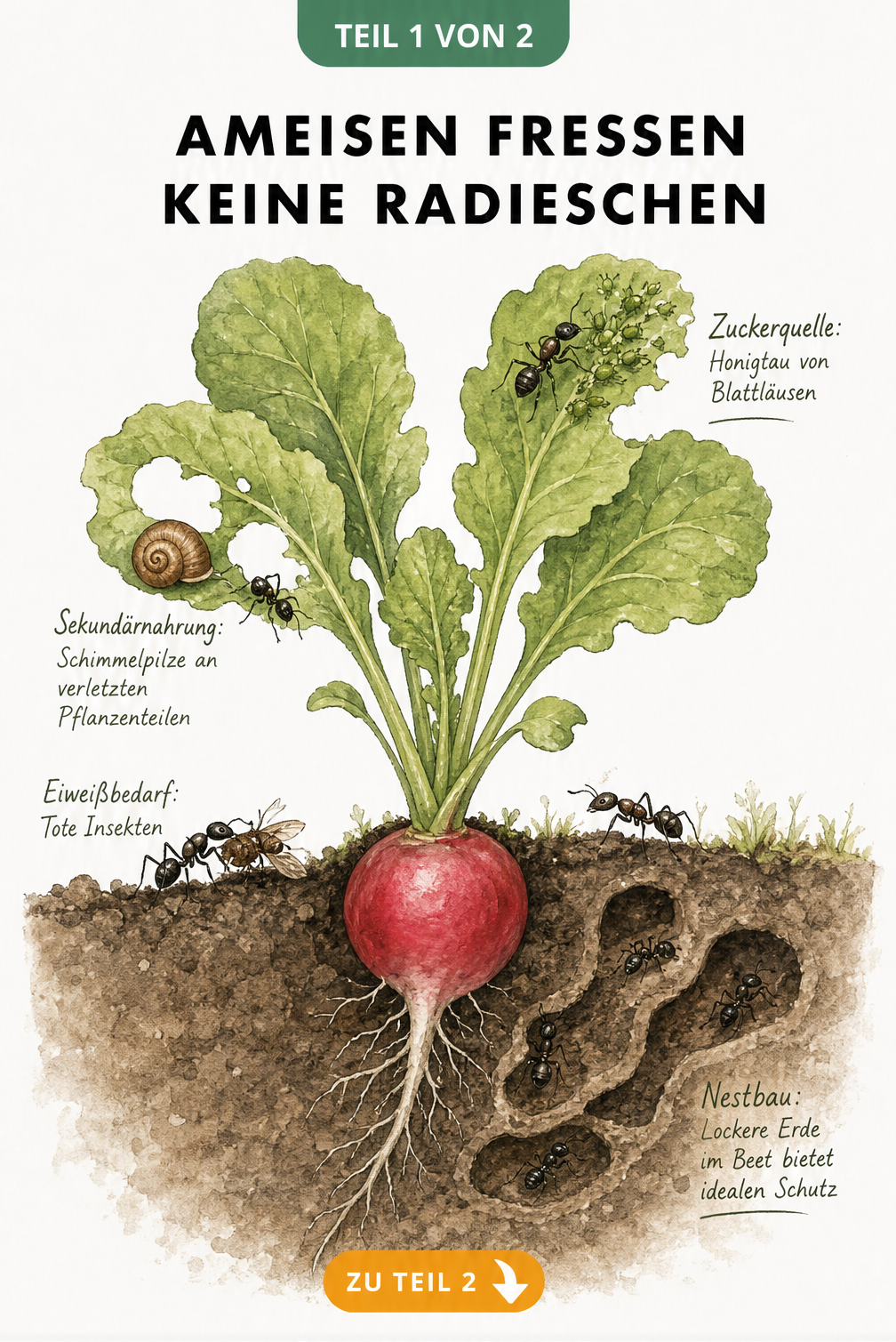 Botanische Illustration eines Radieschens im Querschnitt, die zeigt, dass Ameisen Blattläuse melken und tote Insekten fressen, aber die Radieschenknolle...