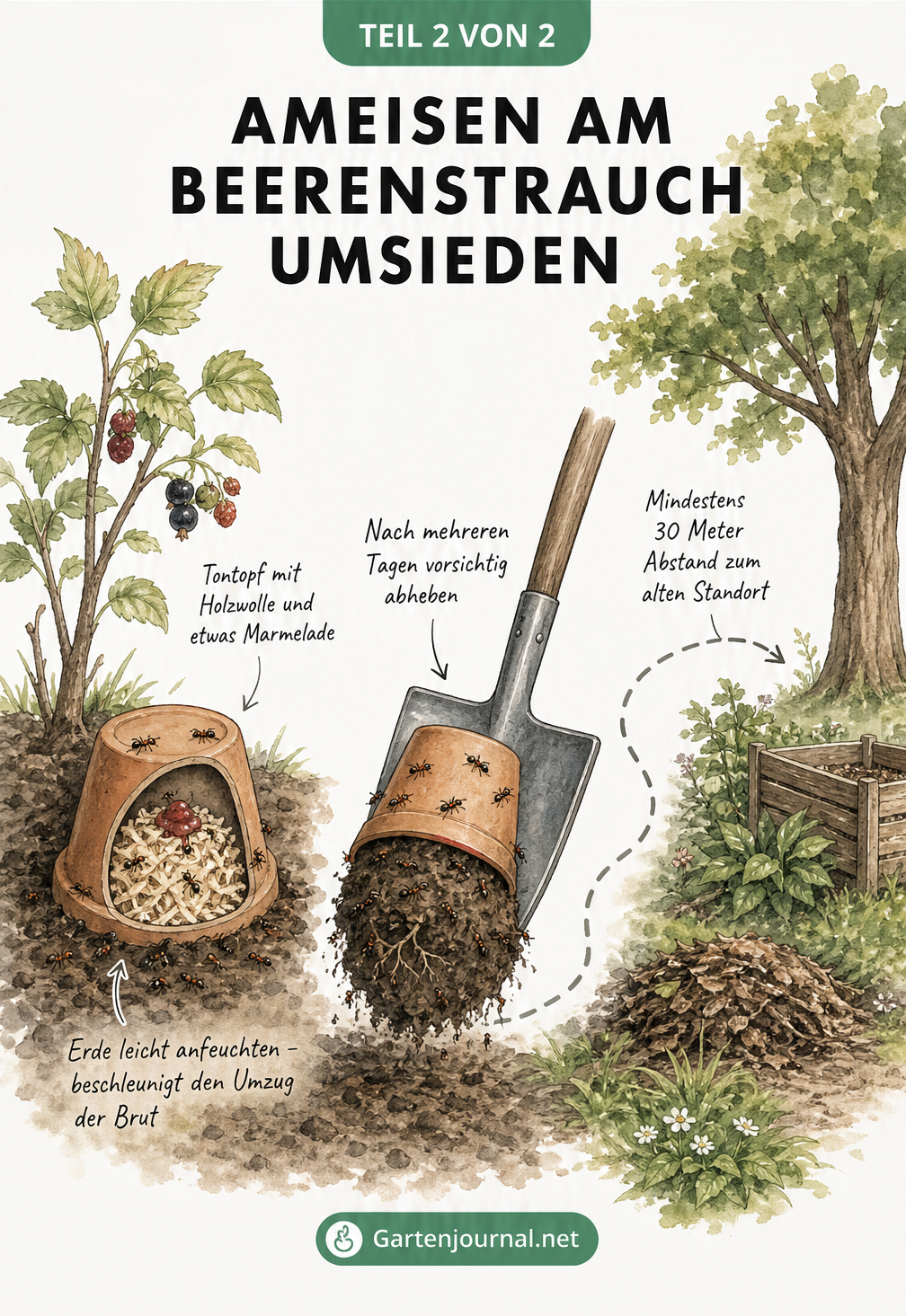 Illustration einer Gartenszene, die zeigt, wie man Ameisen mit einem Tontopf und Holzwolle umsiedelt.