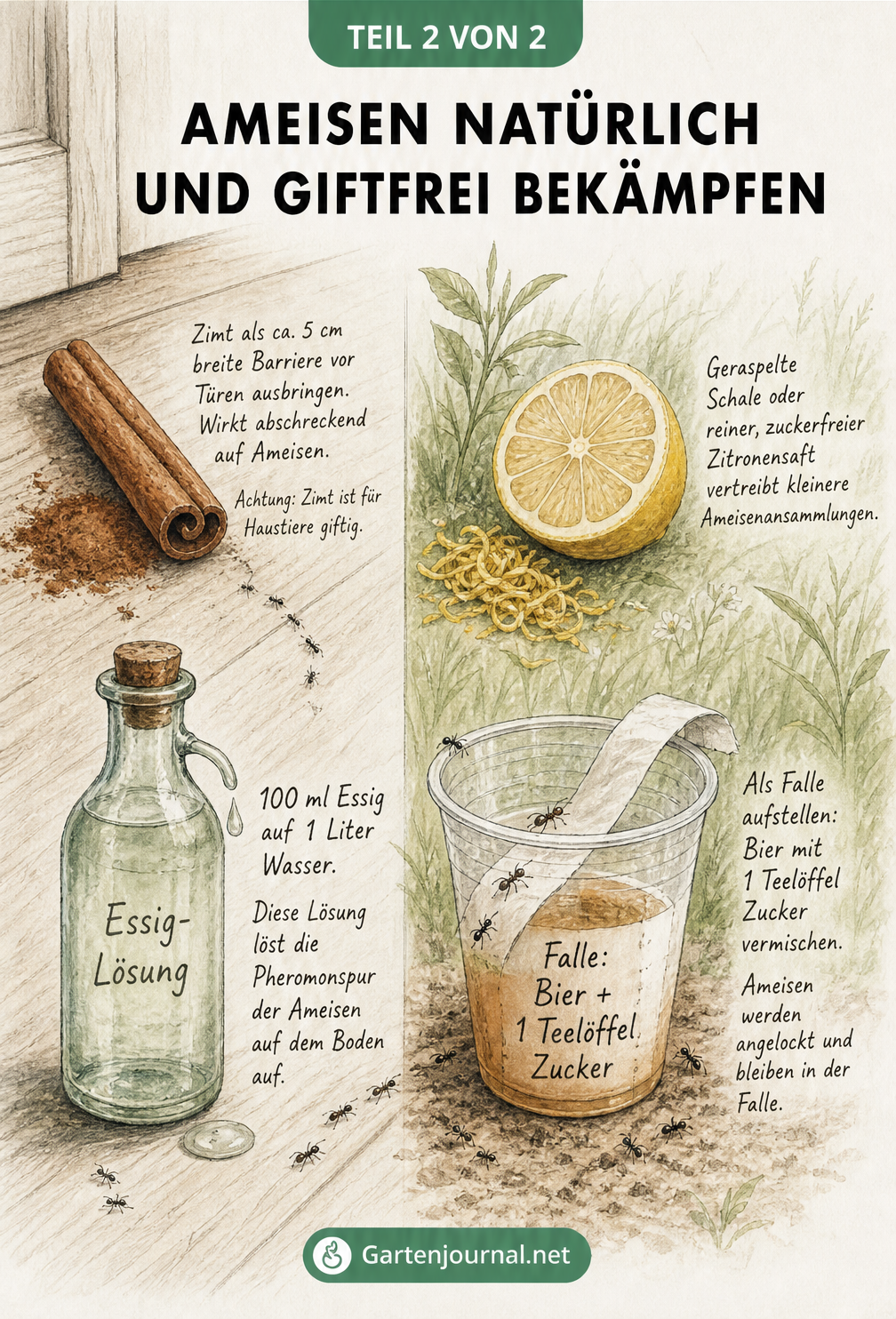 Illustration von natürlichen Hausmitteln gegen Ameisen: Zimt, Essigwasser, Zitronenschale und eine Bier-Zucker-Falle.