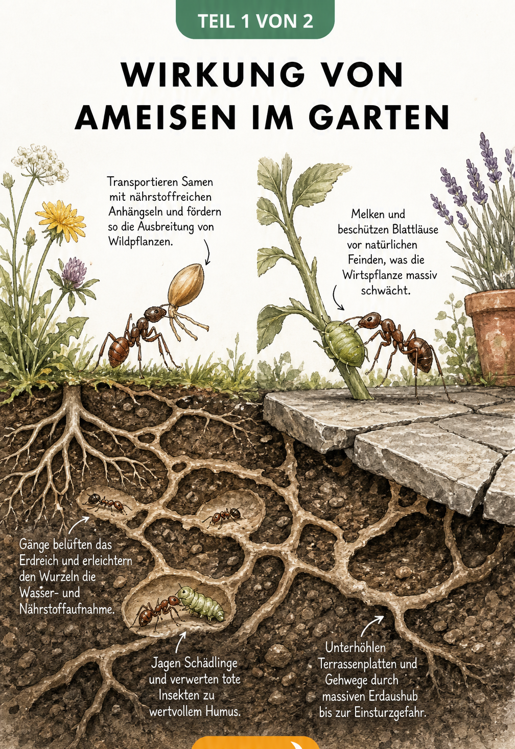 Querschnitt eines Gartenbodens, der die Auswirkungen von Ameisen zeigt: Belüftung der Erde, Samenverbreitung und Schädlingsjagd in der Naturzone sowie...