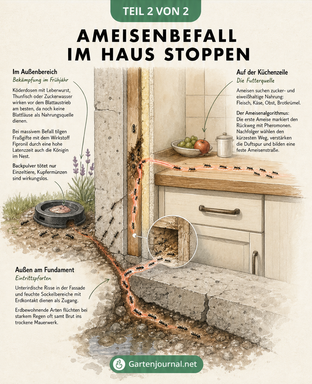 Querschnitt eines Hauses zeigt den Weg der Ameisen vom Fundament bis zur Kueche und Methoden zur Bekaempfung