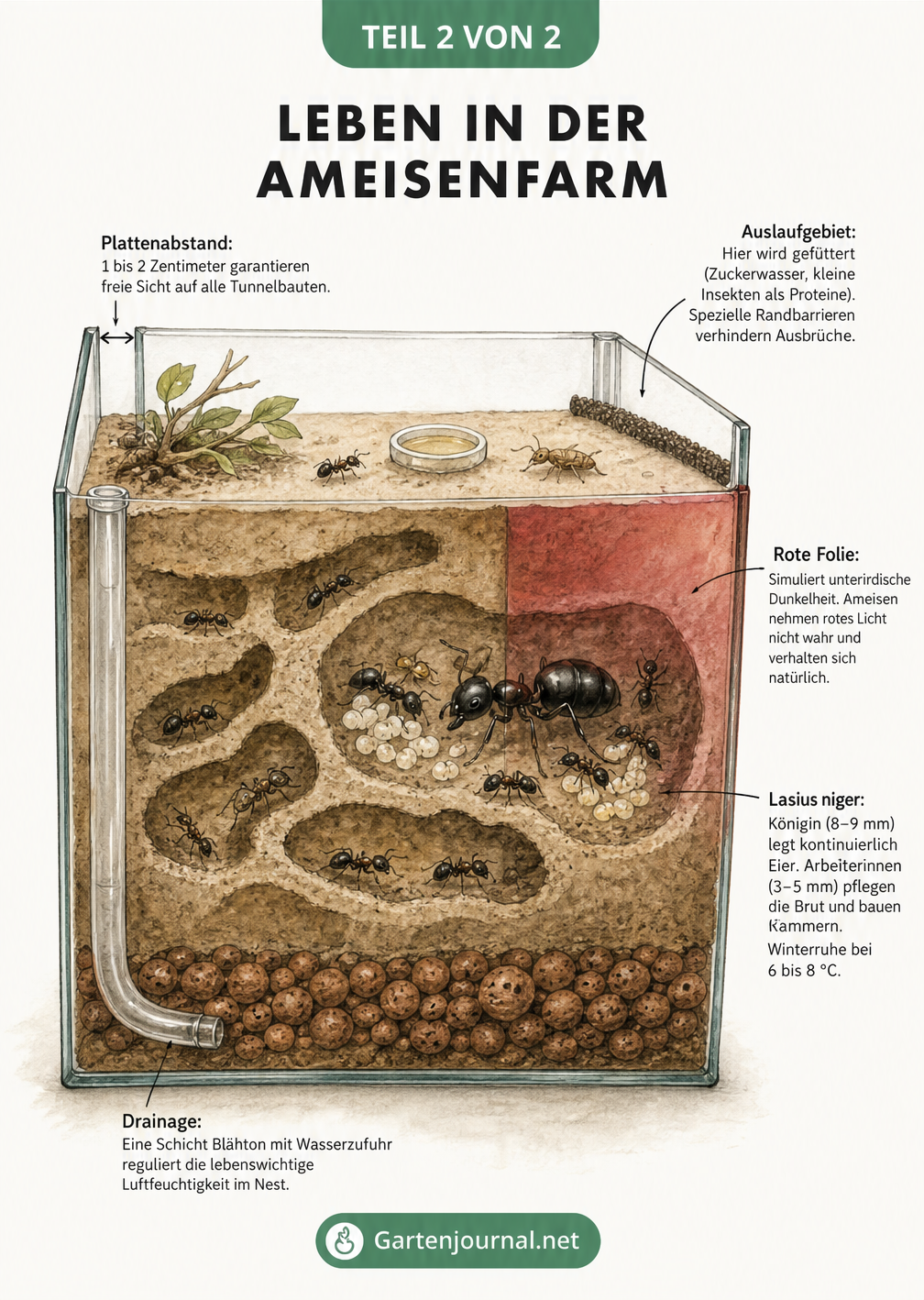 Schnittdarstellung einer Ameisenfarm mit Drainage, Sandnest, roter Folie und Arena für die Fütterung.