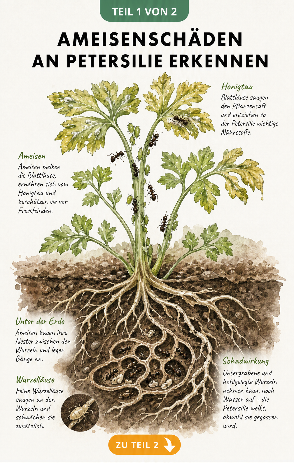 Botanische Querschnitt-Illustration einer Petersilienpflanze, die Ameisenschäden durch Blattläuse und ein Ameisennest an den Wurzeln zeigt.