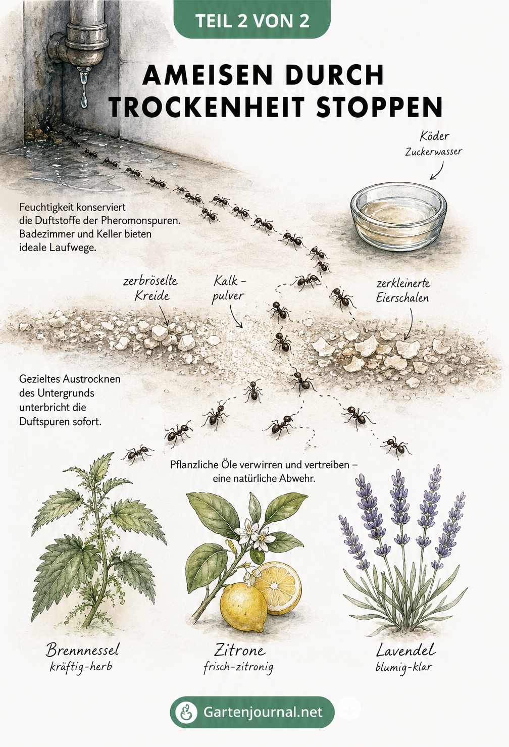 Illustration einer Ameisenstraße, die aus einer feuchten Raumecke kommt und durch eine trockene Barriere aus Kreide und Eierschalen gestoppt wird