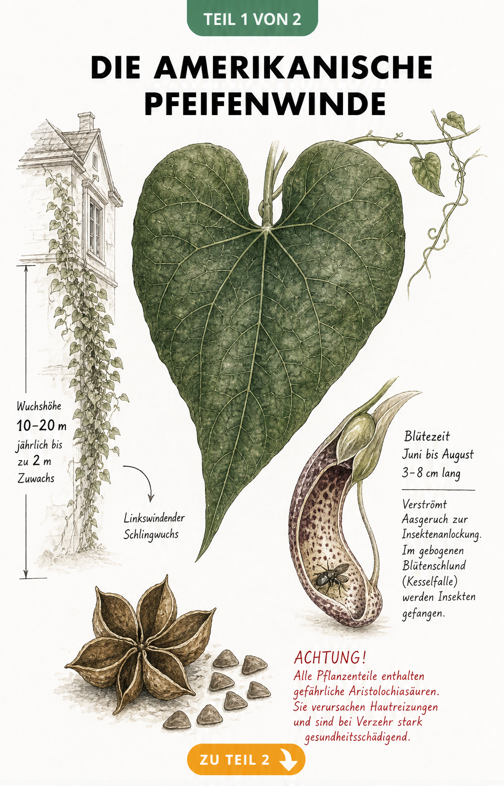 Botanische Zeichnung der Amerikanischen Pfeifenwinde mit herzförmigem Blatt, Blüte im Längsschnitt und Wuchshöhe an einer Hausfassade