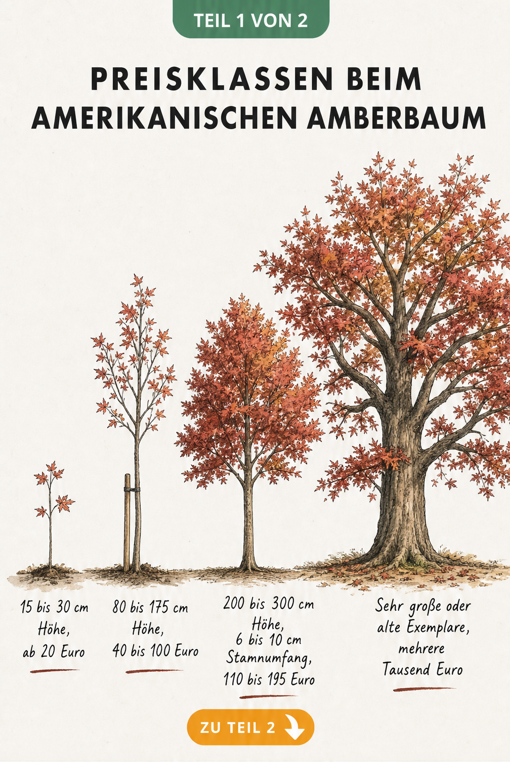 Illustration von vier Wachstumsstadien des Amerikanischen Amberbaums mit zugehörigen Preisen und Maßen