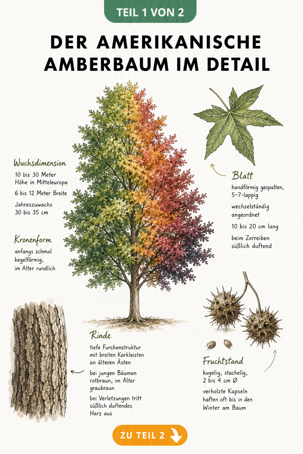Illustration eines Amerikanischen Amberbaums mit Herbstfärbung, Blättern, Früchten und Rinde