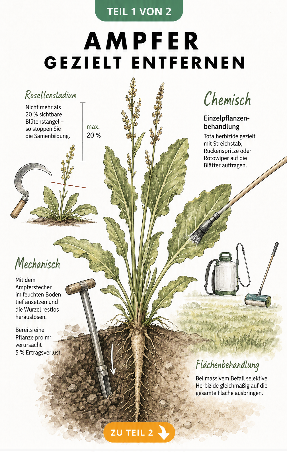 Botanische Illustration einer Ampferpflanze mit Pfahlwurzel, die mechanische und chemische Bekämpfungsmethoden wie Ausstechen und Einzelpflanzenbehandlung zeigt