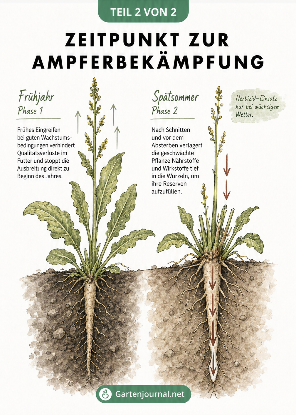 Vergleich der Entwicklungsstadien von Ampfer im Frühjahr und Spätsommer zur Bestimmung des optimalen Bekämpfungszeitpunkts