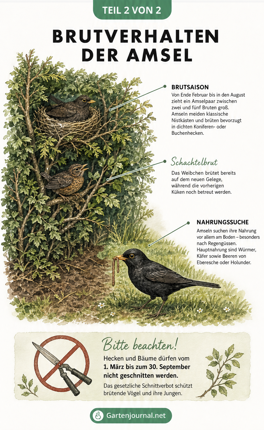 Querschnitt einer Hecke mit brütendem Amselweibchen, flüggem Jungvogel und Amselmännchen bei der Nahrungssuche.