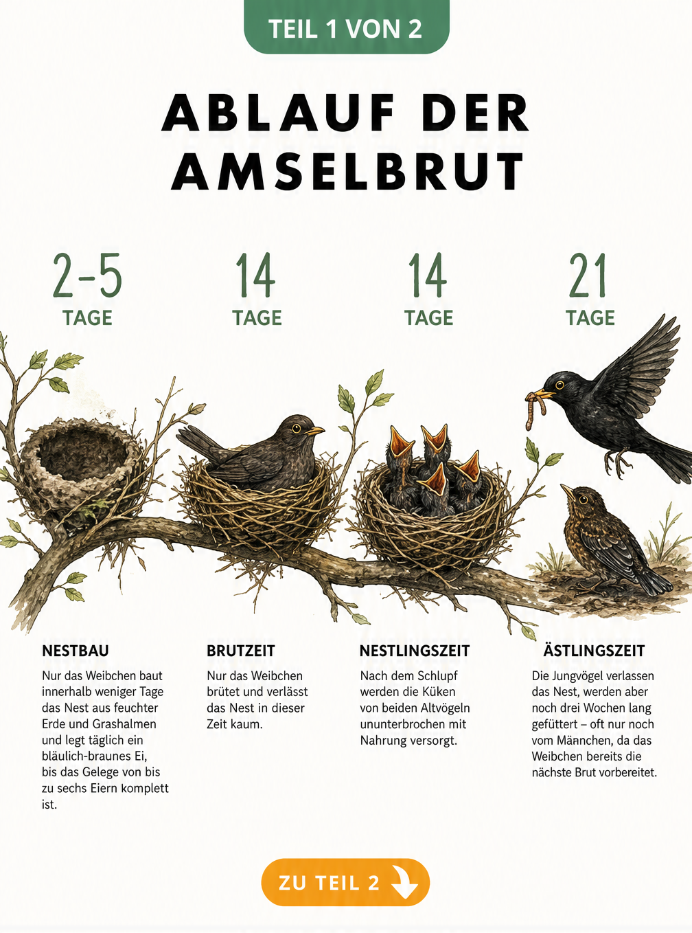 Illustration der vier Phasen der Amselbrut: Nestbau, Brutzeit, Nestlingszeit und Ästlingszeit mit Zeitangaben.