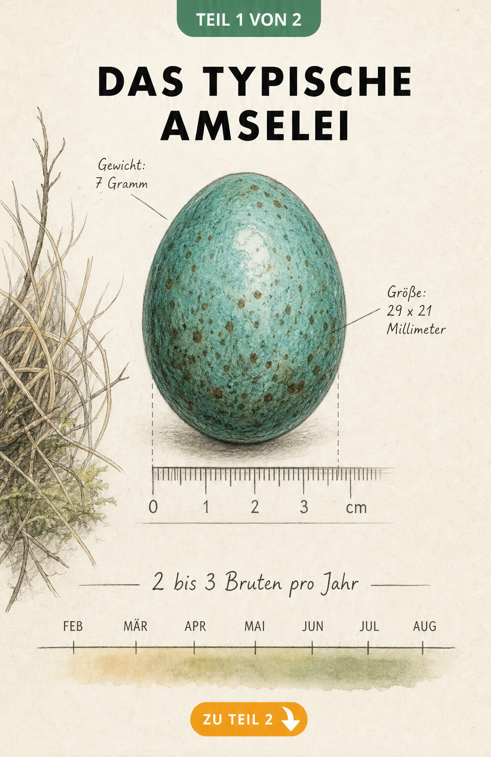 Aquarell-Illustration eines türkis-blauen Amseleis mit biologischen Fakten wie Größe und Gewicht sowie einem Zeitstrahl zur Brutzeit