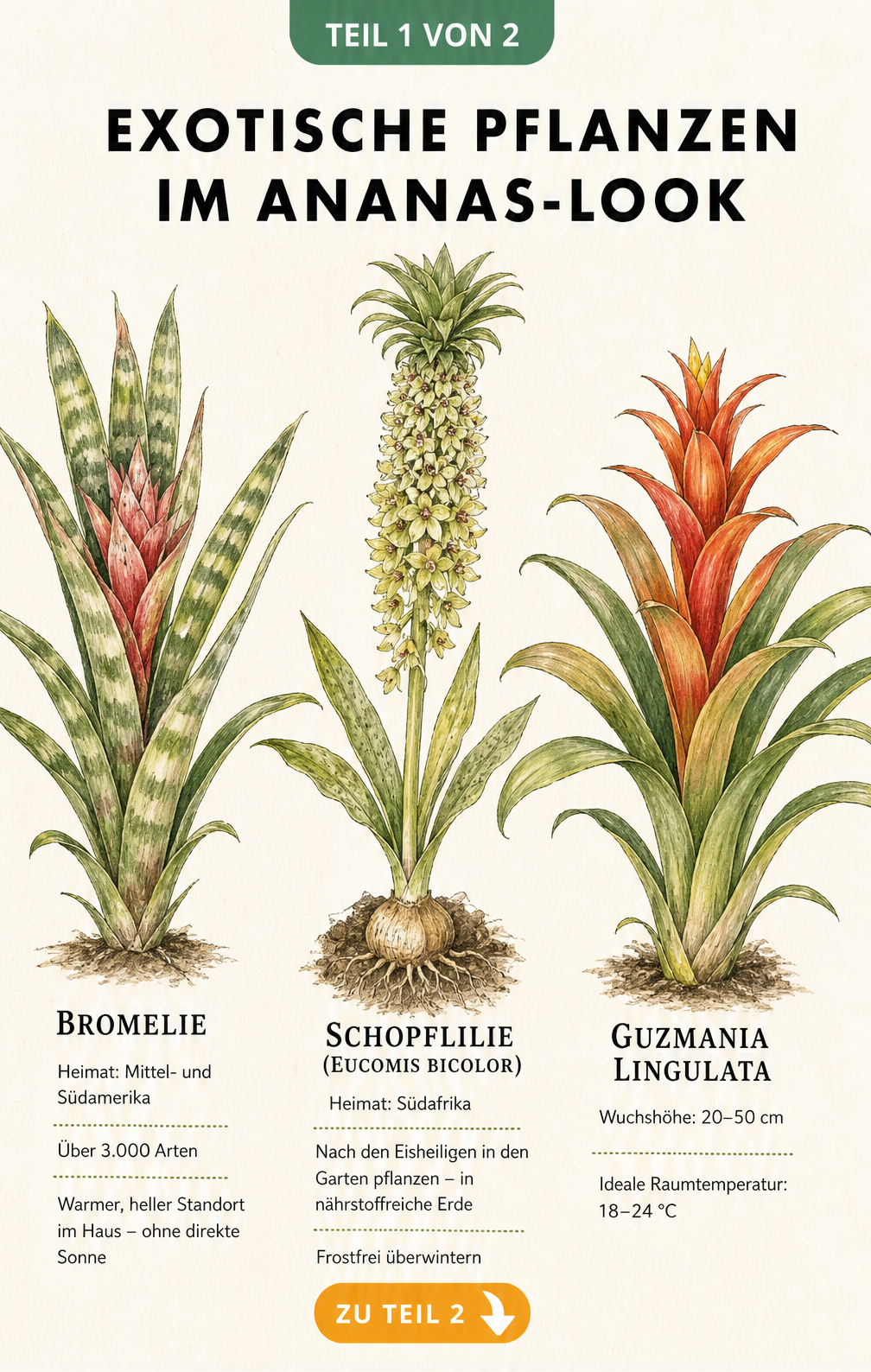 Botanische Illustration von drei ananasähnlichen Pflanzen: Bromelie, Schopflilie und Guzmania lingulata mit Herkunft und Standortansprüchen.