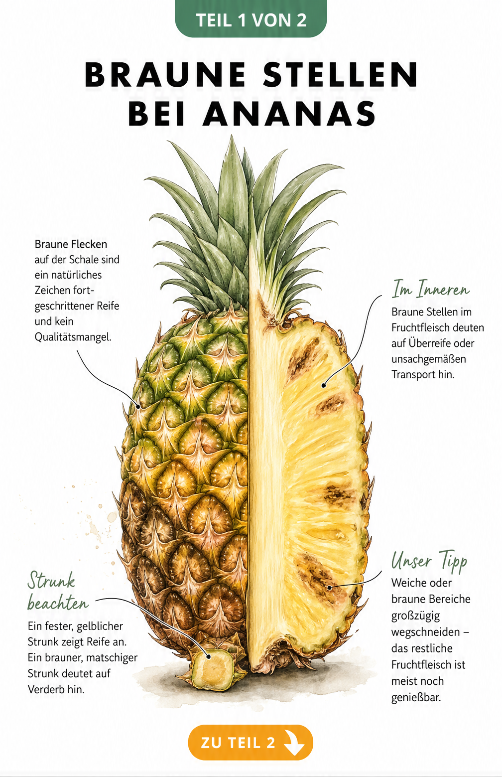 Illustration einer halbierten Ananas, die braune Stellen auf der Schale und im Fruchtfleisch sowie den Strunk zeigt.