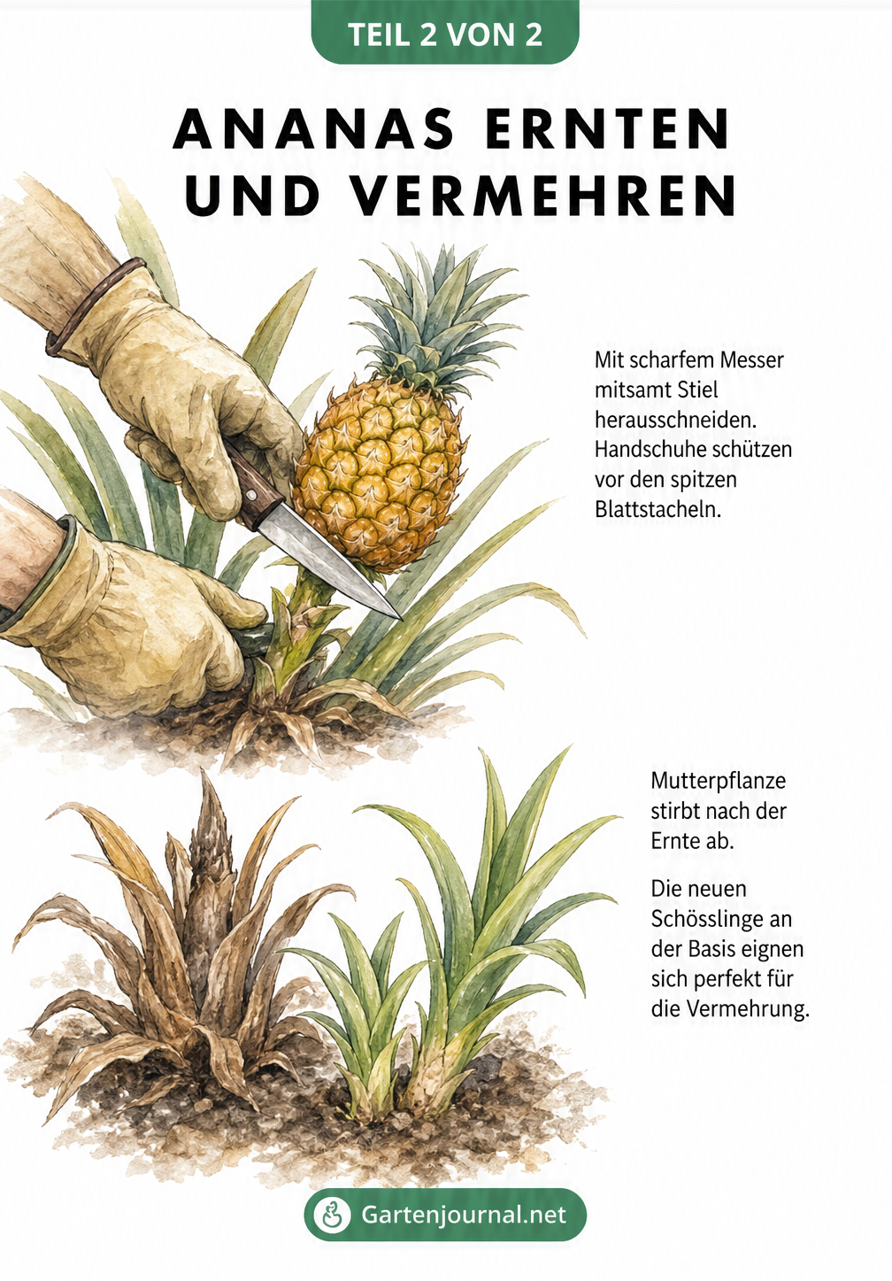 Zeichnung vom Ernten einer Ananas mit Messer und Handschuhen sowie den neuen Schösslingen an der Mutterpflanze