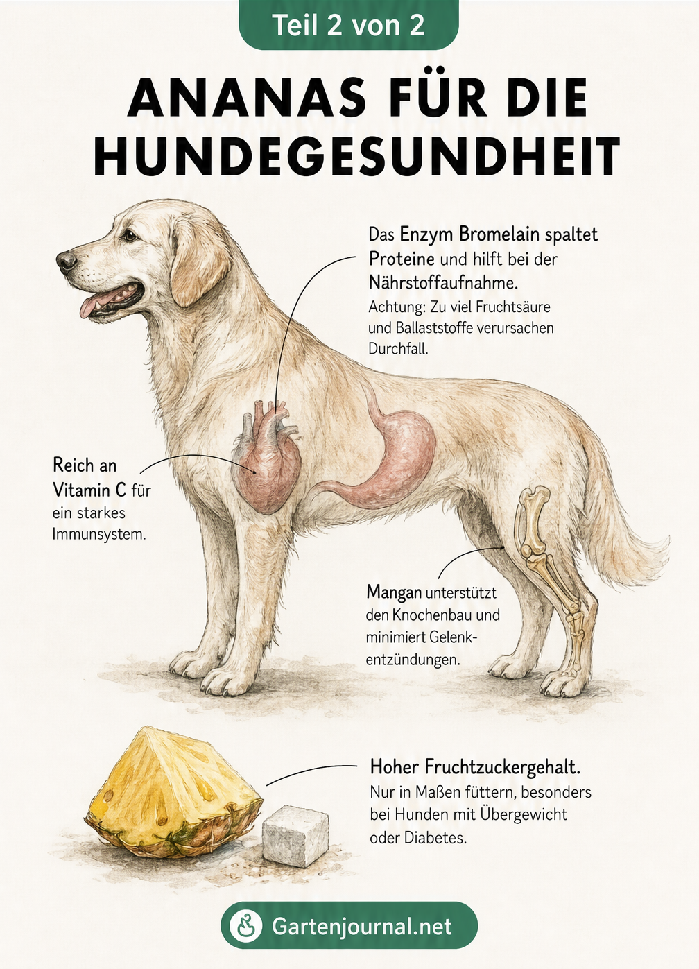 Skizze eines Hundes mit Markierungen zur Wirkung von Ananas-Inhaltsstoffen wie Bromelain und Vitamin C
