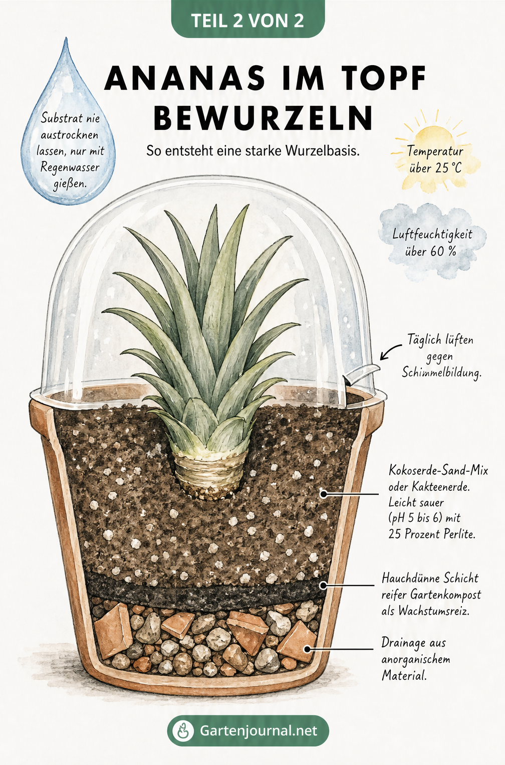 Querschnitt-Zeichnung eines Pflanztopfes mit einer Ananas-Krone, die in einem speziellen Substrat-Mix bewurzelt, abgedeckt mit einer Plastikhaube.