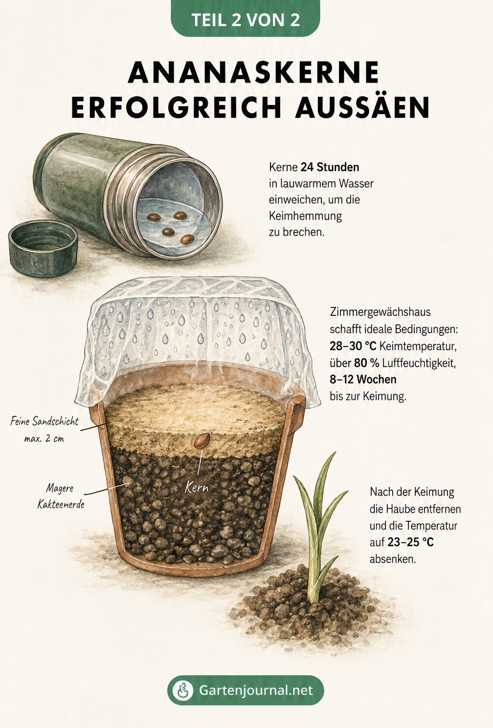 Illustration eines Anzuchttopfs im Querschnitt mit Ananaskern, Sandschicht und Folienhaube