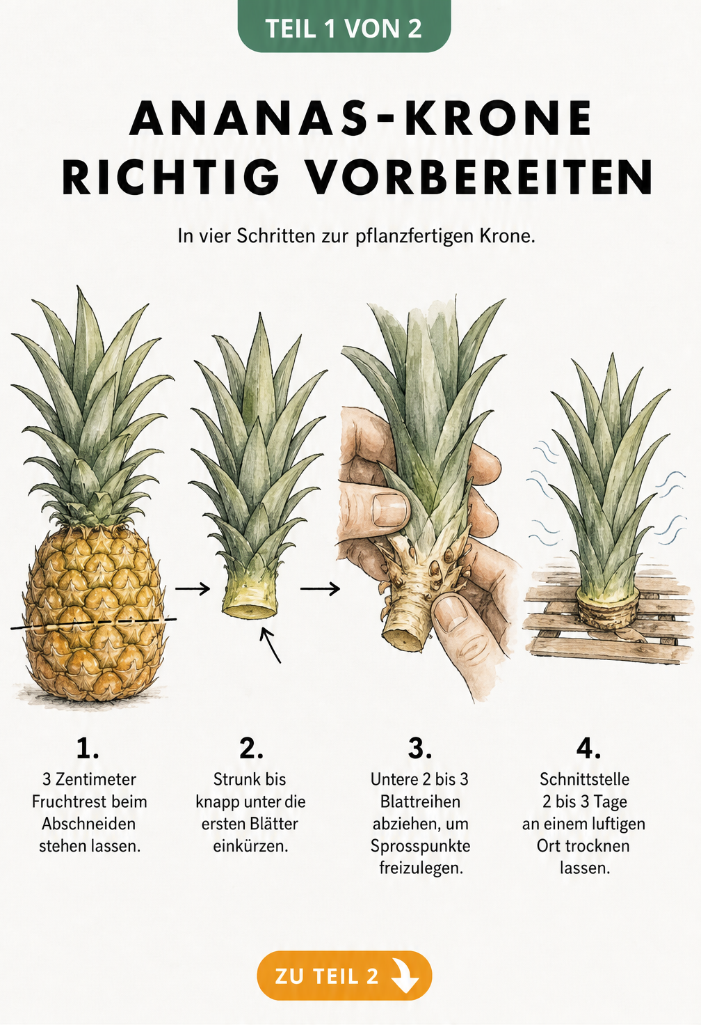 Illustration der Vorbereitung einer Ananas-Krone für die Anzucht: Abschneiden, Strunk einkürzen, Blätter abziehen und trocknen lassen.
