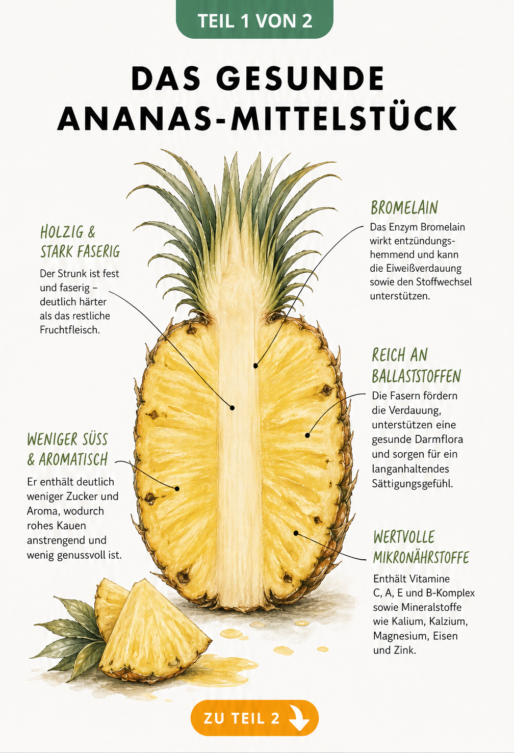 Illustration einer halbierten Ananas mit Fokus auf den Strunk und dessen Nährstoffe wie Bromelain und Ballaststoffe