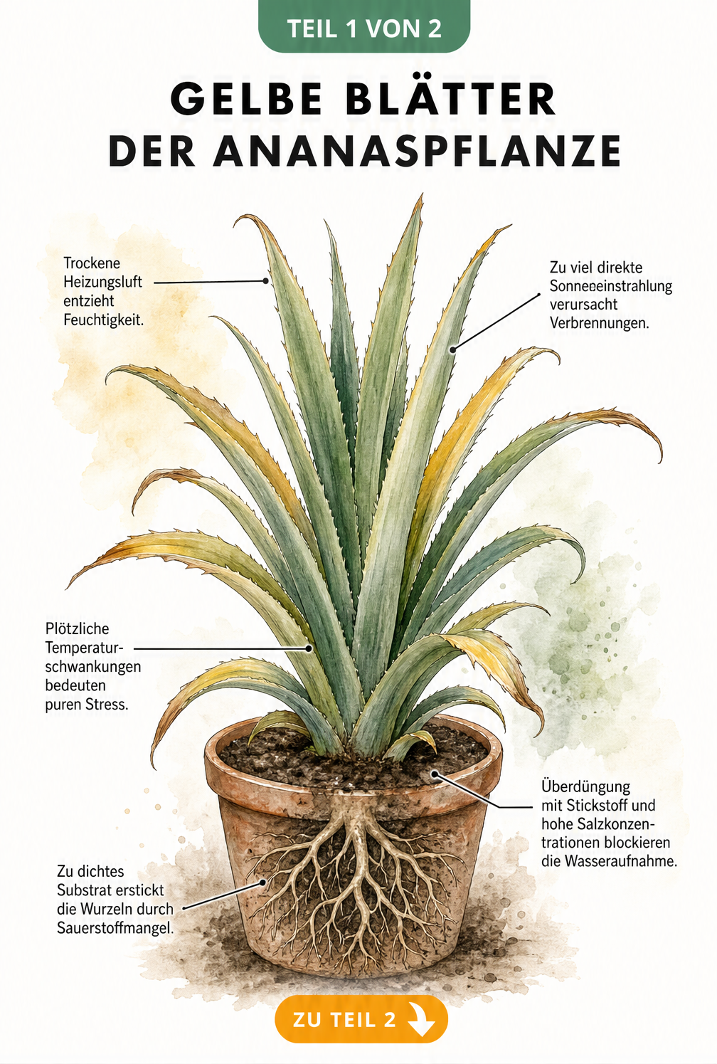 Botanische Illustration einer Ananaspflanze mit gelben Blättern und Hinweisen zu Ursachen wie Trockenheit, Sonne, Temperatur, Überdüngung und dichtem Substrat
