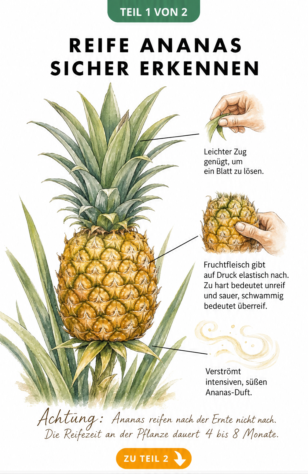 Botanische Illustration einer Ananas an der Pflanze mit Hinweisen zur Reifeerkennung wie Blattzug, Drucktest und Duft