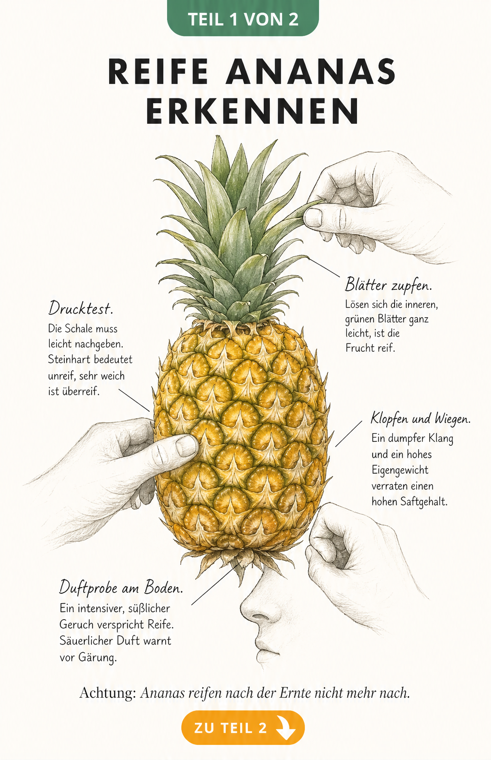 Illustration einer Ananas mit Händen, die Reifetests wie Blätter zupfen, Drucktest, Duftprobe und Klopfen durchführen.
