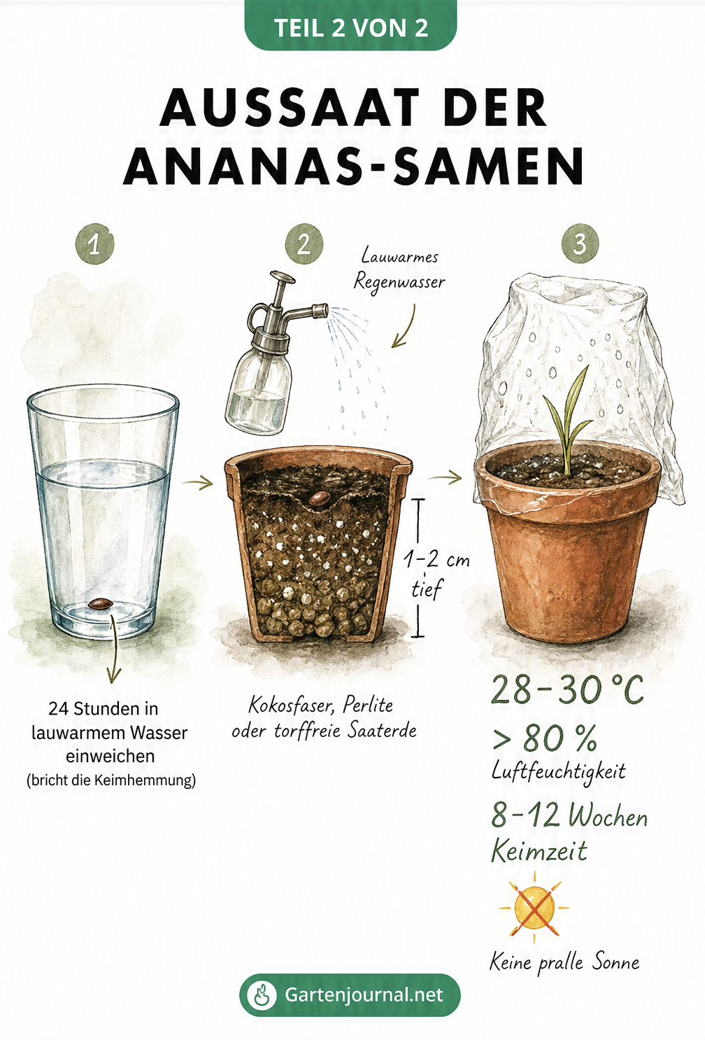 Illustration der drei Schritte zur Aussaat von Ananas-Samen: Einweichen im Wasserglas, Einpflanzen in Anzuchterde und Abdecken mit einer Plastiktüte.