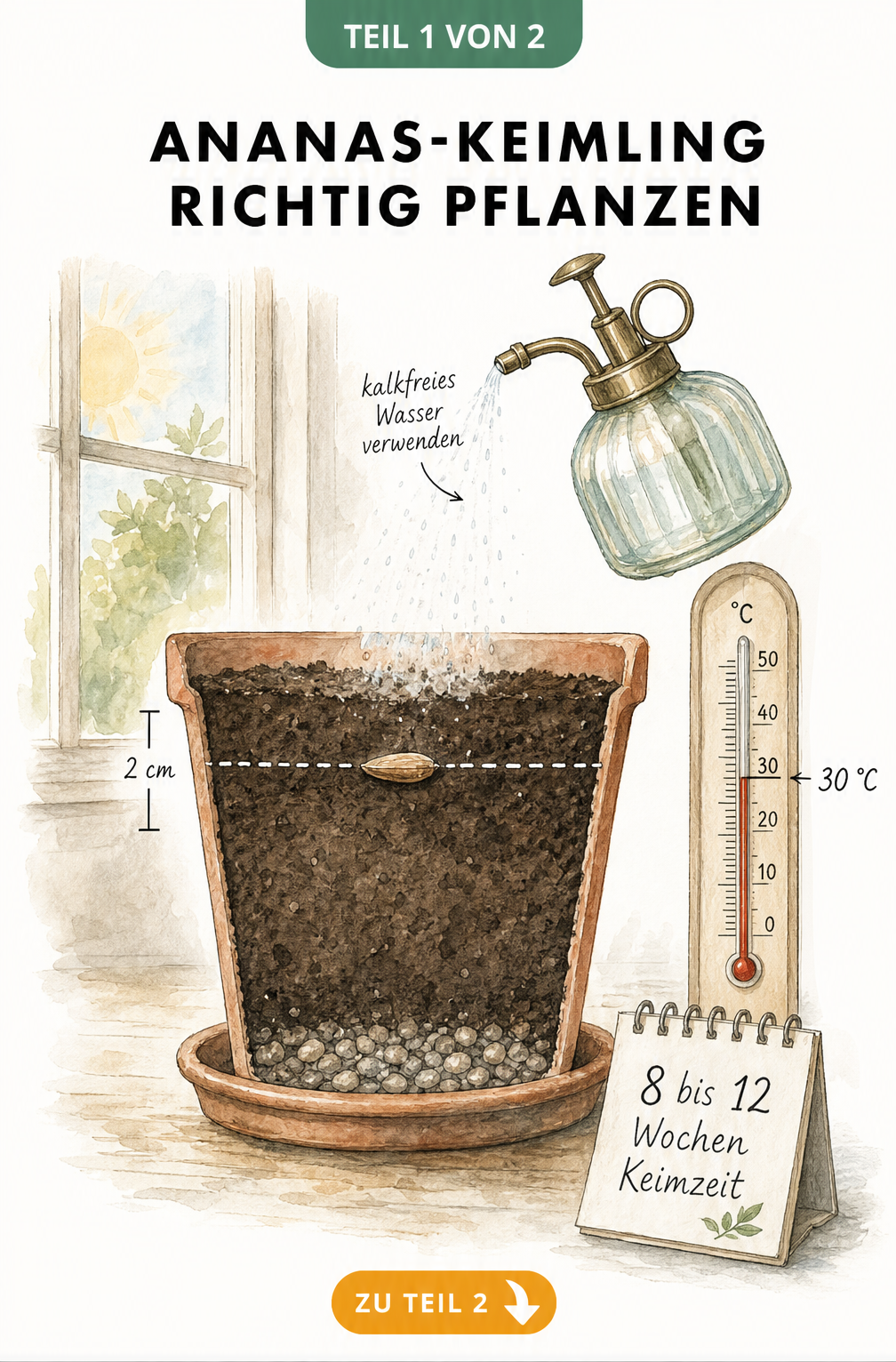 Querschnitt eines Anzuchttopfes mit Ananassamen, Maßlinie für 2 cm Tiefe, Sprühflasche mit kalkfreiem Wasser und Thermometer bei 30 Grad Celsius.