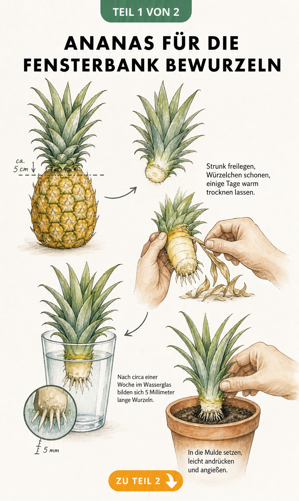 Illustration: Ananas-Schopf abschneiden, Strunk freilegen und im Wasserglas bewurzeln, bevor er in Erde gepflanzt wird.