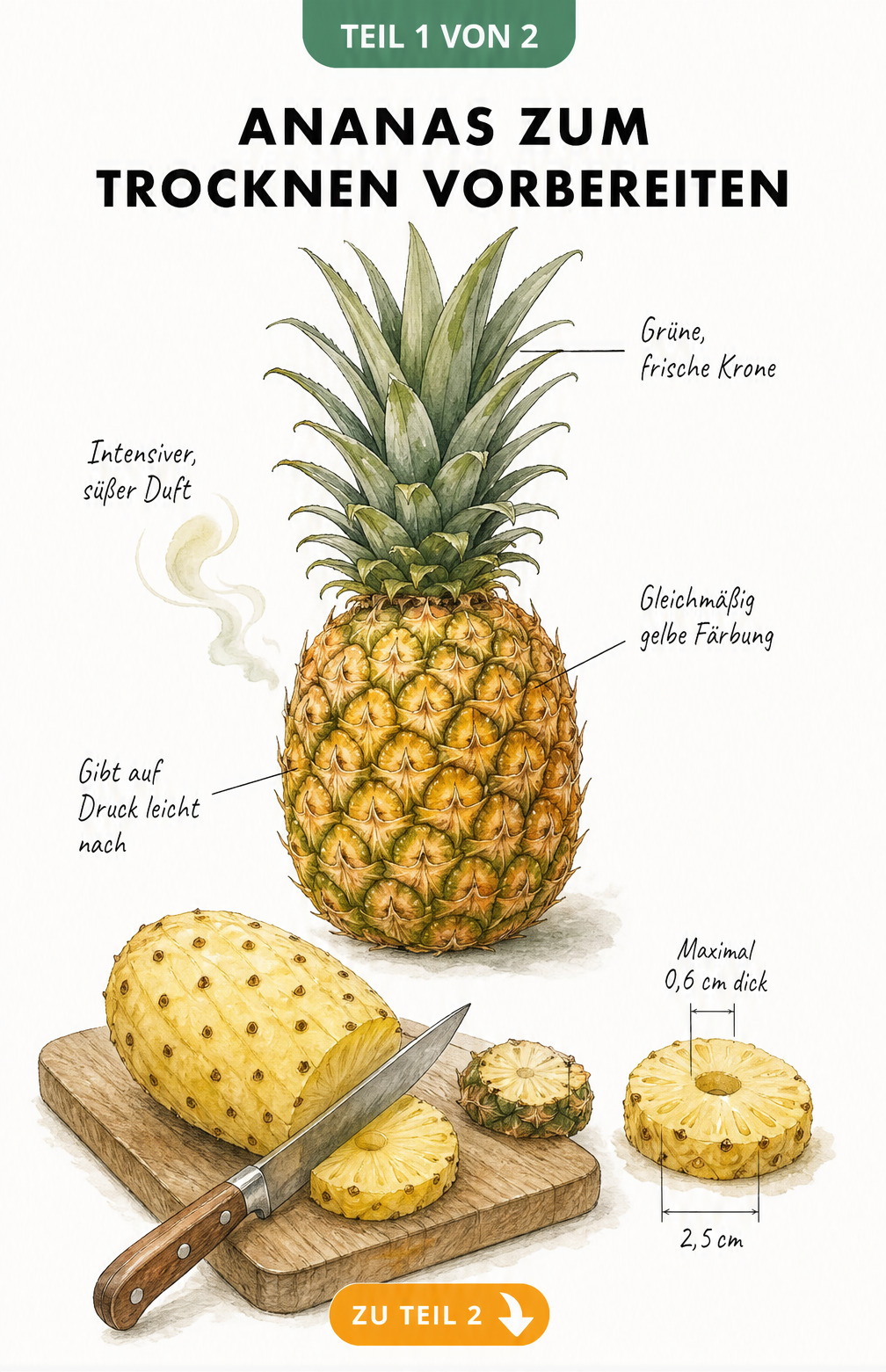Illustration einer Ananas mit Hinweisen zur Reife und einer Skizze zum Schneiden in Scheiben