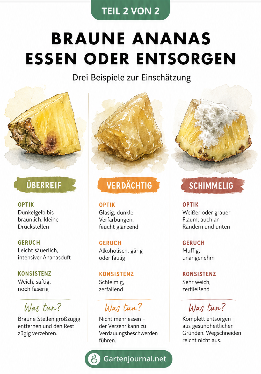 Drei Ananas-Stücke im Vergleich: überreif mit Druckstelle, glasig-verdorben und mit Schimmel überzogen.