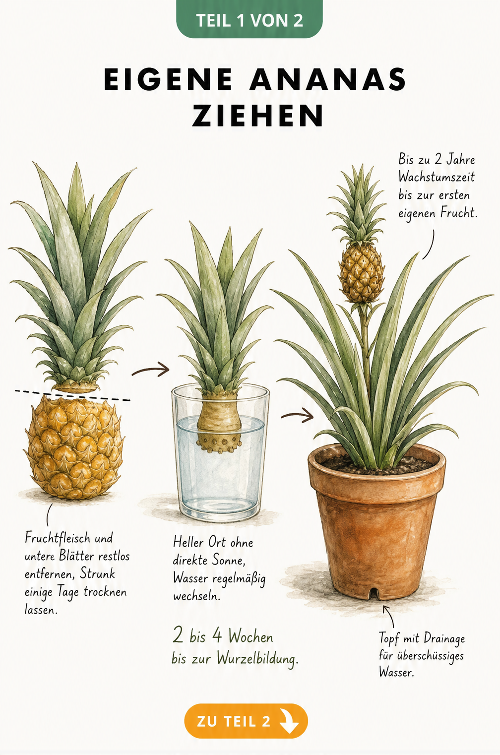 Botanische Illustration: Eine Ananas aus dem Strunk einer Supermarktfrucht im Wasserglas ziehen und in einen Topf pflanzen.